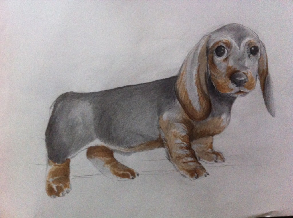 Dachshund