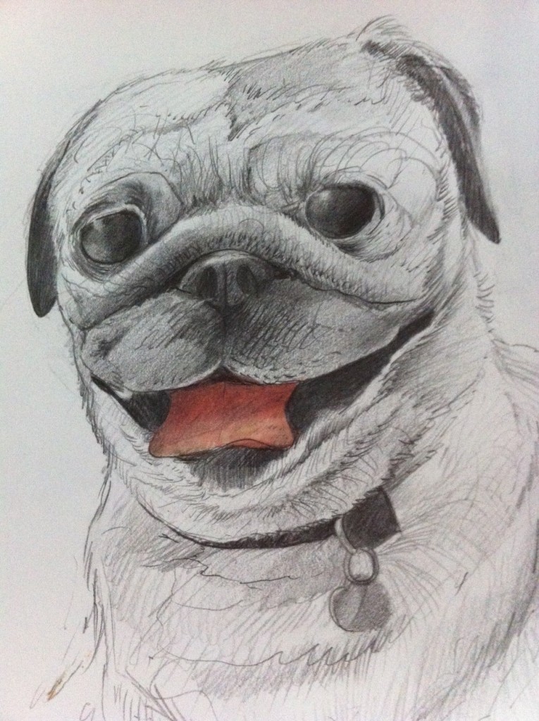 Pug