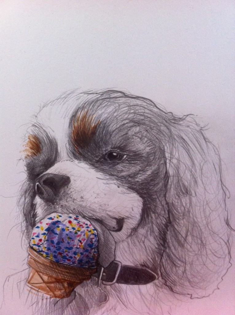 Cocker Spaniel